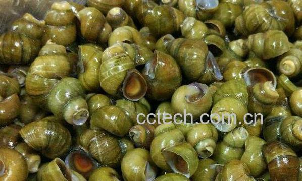  田螺壳的功效与作用 田螺壳成分-1