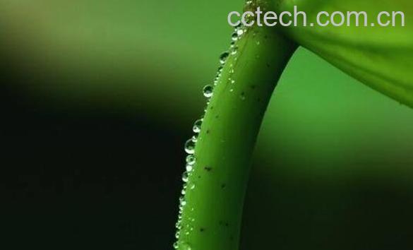 荷叶梗的功效与作用 荷叶梗的副作用-0