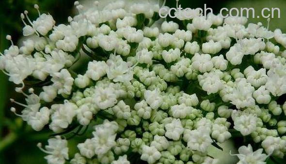 胡萝卜籽的功效与作用 胡萝卜籽有什么功效-1