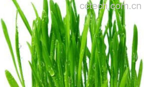 大麦苗和小麦苗的区别-0