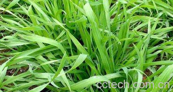 大麦苗和小麦苗的区别-1