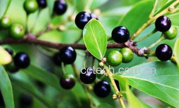 山胡椒的功效与作用 山胡椒的副作用-0