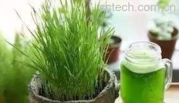 大麦苗泡水的功效与作用-1