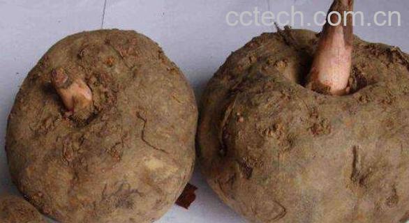 魔芋的功效与作用 魔芋的禁忌-0