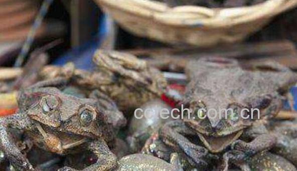 青蛙干的功效与作用-1