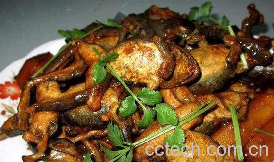 干林蛙的功效与吃法-0