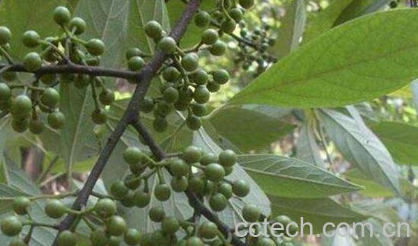 山胡椒和木姜子的区别 山胡椒的功效与作用-1