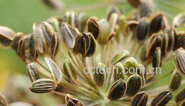 小茴香和孜然的区别 小茴香和孜然的用法-0