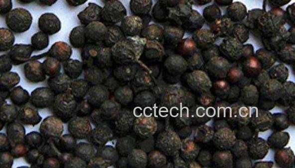 山胡椒怎么吃 吃山胡椒有什么好处-0