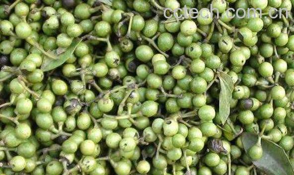 山胡椒怎么吃 吃山胡椒有什么好处-1