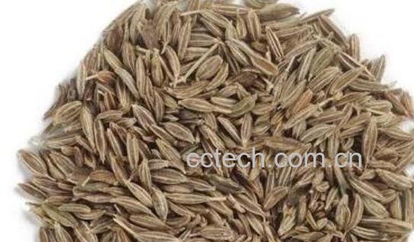 小茴香和孜然的区别 小茴香和孜然的用法-1