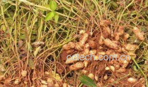 花生根的药用价值 花生根的副作用与禁忌-1