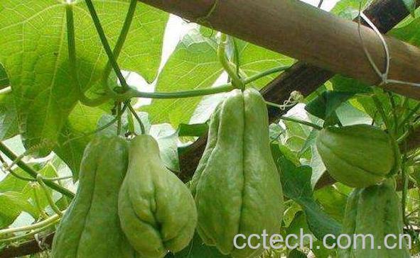 佛手的功效与作用 佛手的禁忌-0