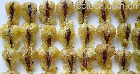 雪蛤皮的功效与作用-1