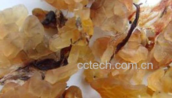 雪蛤皮的功效与作用-0