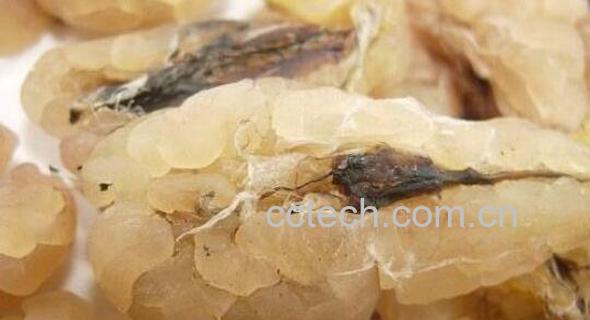 雪蛤干的功效与作用 吃雪蛤干的好处-1