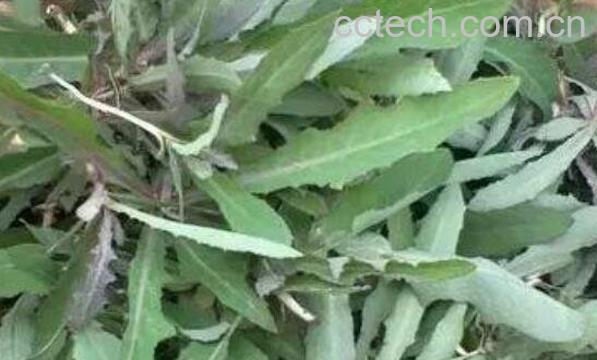 奶浆菜的作用与功效-0