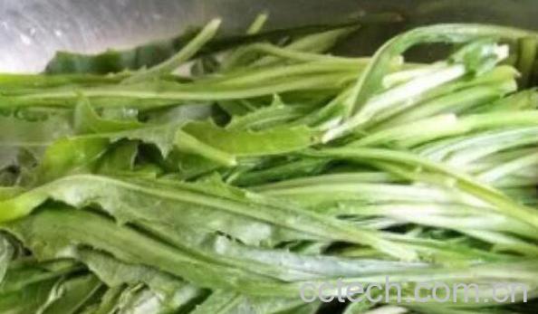 奶浆菜的作用与功效-1