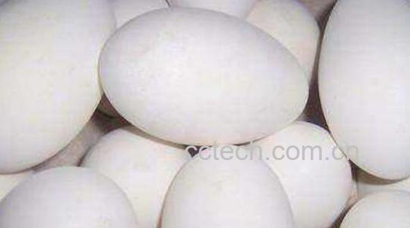 女性长期吃鹅蛋的好处-1