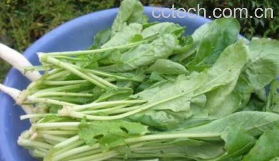 苦奶菜功效与作用-0