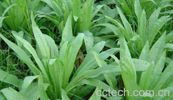 苦奶菜功效与作用-1