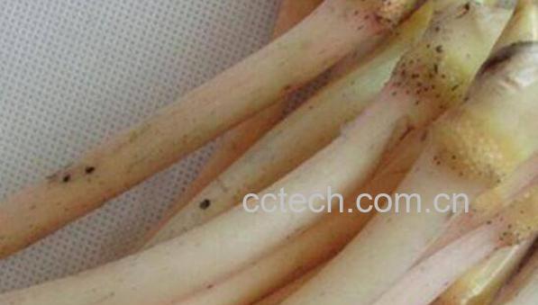 莲藕带和藕杆的区别-0