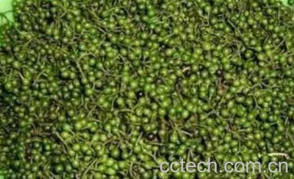 山胡椒泡酒的功效与作用-0