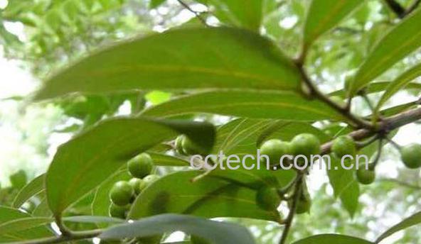 山胡椒泡酒的功效与作用-1