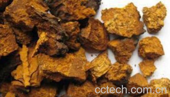 桦菌芝怎么食用 桦菌芝的吃法-1