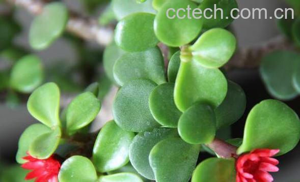 猪奶菜的功效与作用 猪奶菜怎么做-1