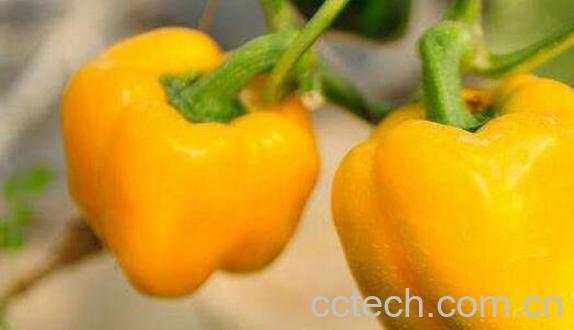 黄青椒的功效与作用-1