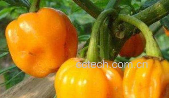 黄青椒的功效与作用-0