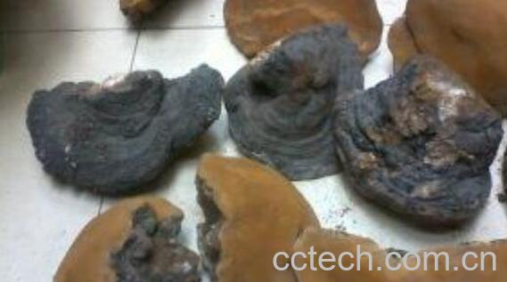 桦树灵芝的功效与作用-0