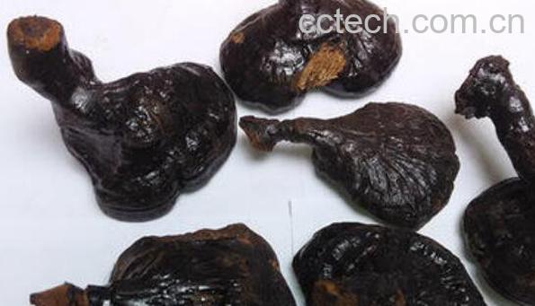 桦树灵芝的功效与作用-1