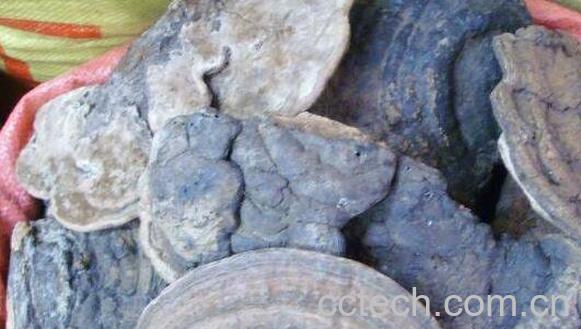 桦菌芝的功效与作用 桦菌芝的副作用-1