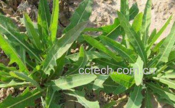 苦凉菜的功效与作用 苦凉菜的副作用-1