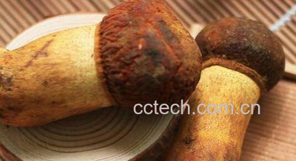 黄牛肝菌的功效与作用-0