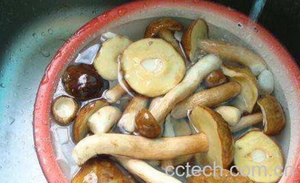 牛肝菌怎么吃 牛肝菌的食用方法-1