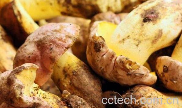 黄牛肝菌的功效与作用-1