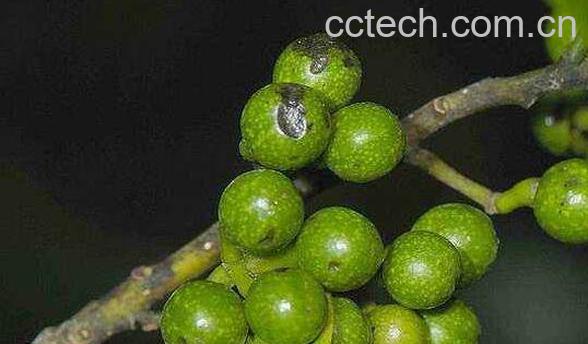 山胡椒与胡椒有区别吗-0