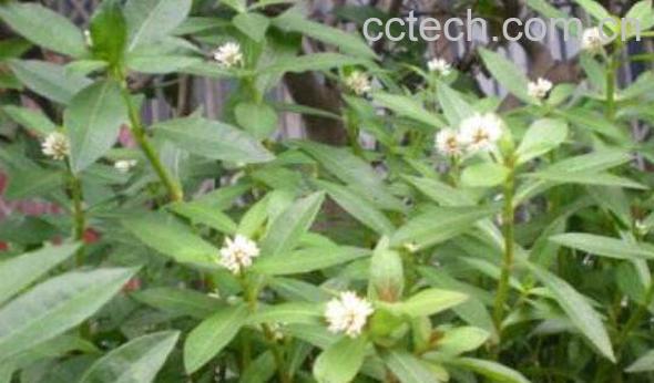 空心苋的功效与作用 空心苋的副作用-1