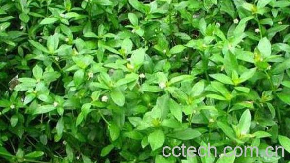 空心苋的功效与作用 空心苋的副作用-0