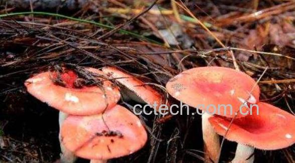 红菌菇的功效与作用-0