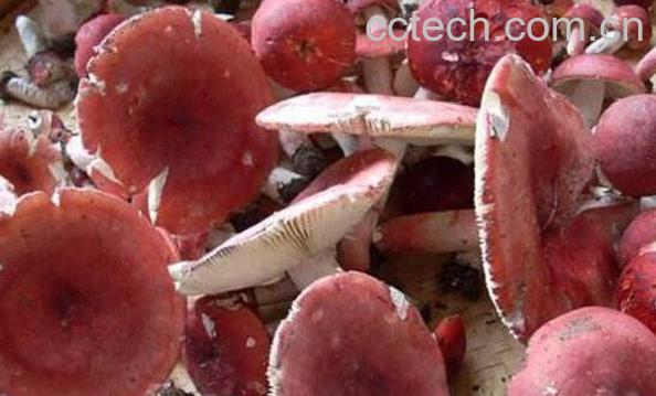 红菌菇的功效与作用-1