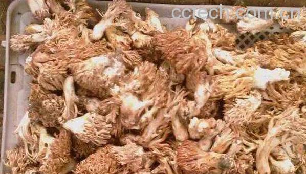 刷把菌的好处和坏处-0