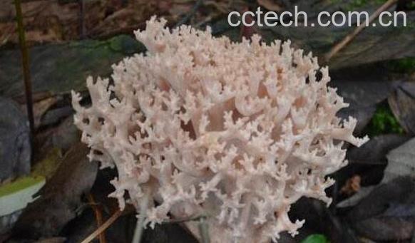 刷把菌的好处和坏处-1