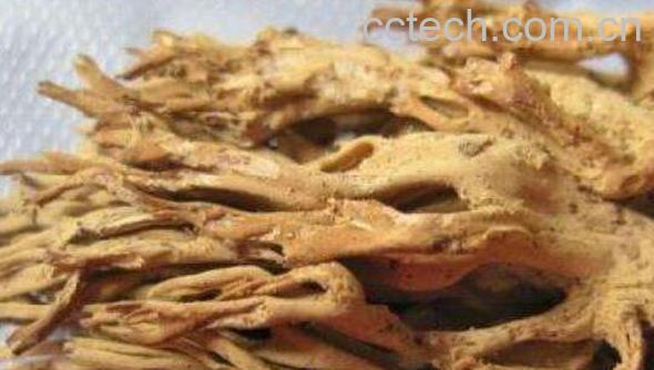 刷把菌的功效和作用 刷把菌的副作用-1