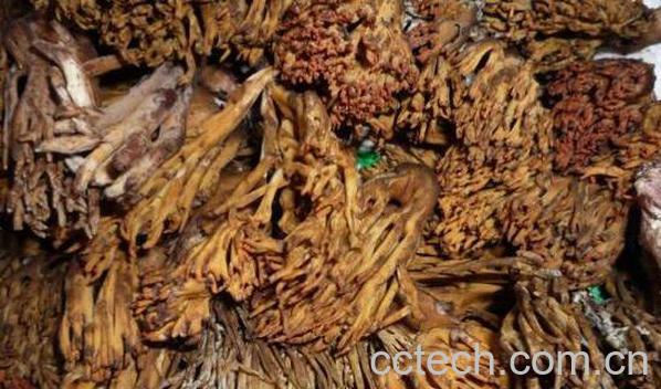 刷把菌的功效和作用 刷把菌的副作用-0