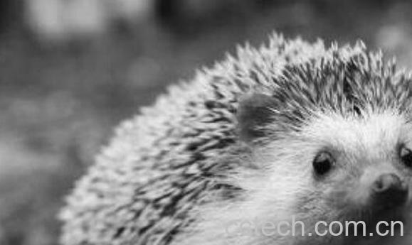 刺猬肉的功效与作用 吃刺猬肉有什么忌讳的-0