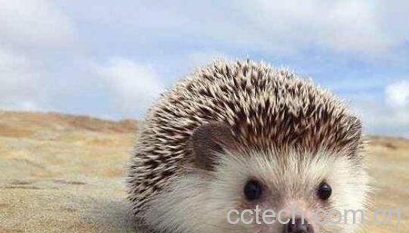 刺猬肉的功效与作用 吃刺猬肉有什么忌讳的-1